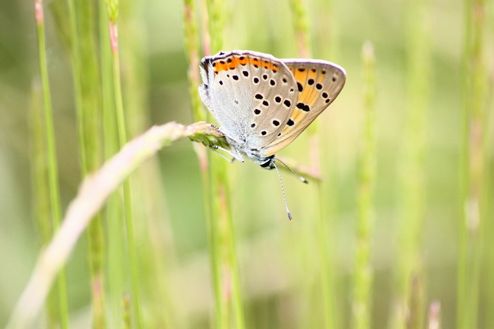 Lycaena tityrus o dispar ?